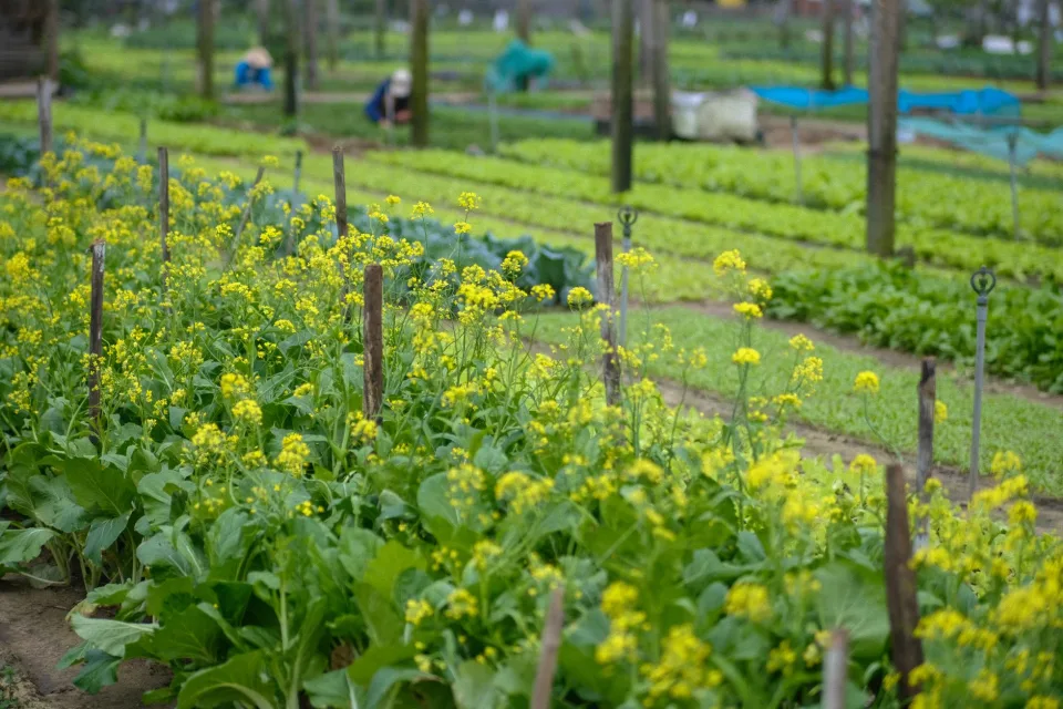 Quầy phân bón, thuốc bảo vệ thực vật